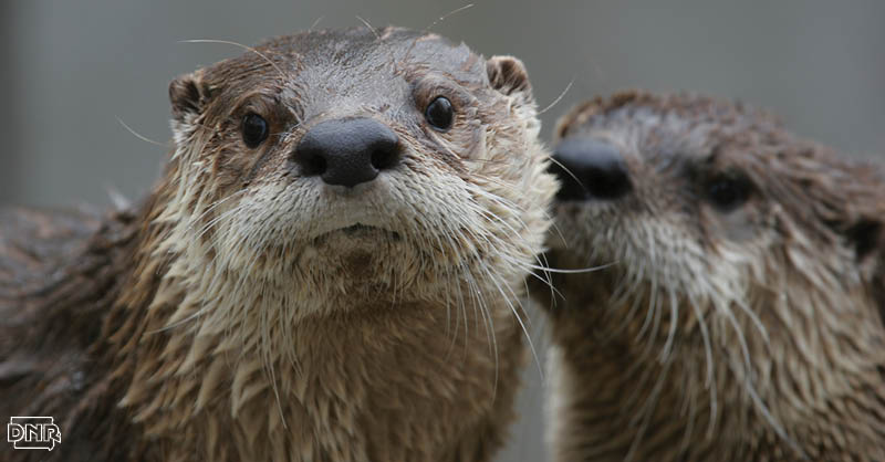 These chummy, playful mammals are characterized as clever and mischievous, but there’s a lot more you otter know! | Iowa DNR